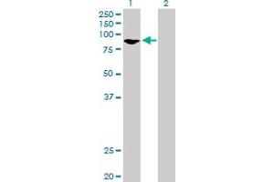 Western Blot analysis of GMPS expression in transfected 293T cell line by GMPS MaxPab polyclonal antibody. (GMP Synthase 抗体  (AA 1-693))