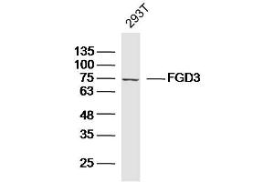 293T lysates probed with FGD3 Polyclonal Antibody, Unconjugated  at 1:300 dilution and 4˚C overnight incubation. (FGD3 抗体  (AA 501-600))