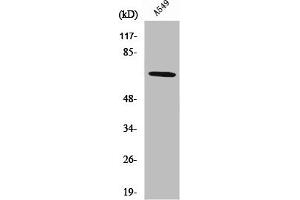 Western Blot analysis of A549 cells using Nox3 Polyclonal Antibody (NOX3 抗体  (Internal Region))