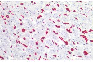 Immunohistochemistry staining of human adrenal (paraffin-embedded sections) with anti-CD235ab (HIR2), 10 μg/mL. (CD235ab 抗体  (N-Term))