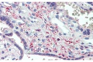Detection of SPON1 in Human Placenta Tissue using Polyclonal Antibody to Spondin 1 (SPON1) (SPON1 抗体  (AA 597-801))