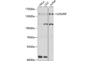 Western blot analysis of extracts of various cell lines, using U2SURP Antibody (ABIN6132839, ABIN6149759, ABIN6149760 and ABIN6220240) at 1:1000 dilution. (SR140 抗体  (AA 705-1029))