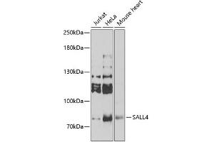 Western blot analysis of extracts of various cell lines, using SALL4 Antibody (ABIN6132627) at 1:1000 dilution. (SALL4 抗体  (AA 1-220))