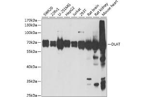 Western blot analysis of extracts of various cell lines, using DLAT antibody (ABIN6129524, ABIN6139639, ABIN6139640 and ABIN6221886) at 1:1000 dilution. (DLAT 抗体  (AA 1-290))