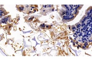 Immunohistochemistry (IHC) image for anti-Glycophorin A (GYPA) (AA 1-108) antibody (ABIN7441901)