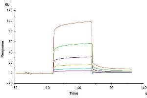 Surface Plasmon Resonance (SPR) image for Carcinoembryonic Antigen-Related Cell Adhesion Molecule 6 (CEACAM6) (AA 35-320) protein (His-Avi Tag) (ABIN7274029)