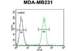 Flow Cytometry (FACS) image for anti-Caspase 5, Apoptosis-Related Cysteine Peptidase (CASP5) (AA 146-175), (Middle Region) antibody (ABIN951054)