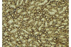 ABIN6277094 at 1/100 staining Mouse kidney tissue by IHC-P. (MAPK7 抗体  (Internal Region))