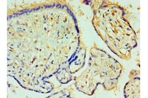 Immunohistochemistry of paraffin-embedded human placenta tissue using ABIN7146759 at dilution of 1:100 (CPA1 抗体  (AA 111-419))