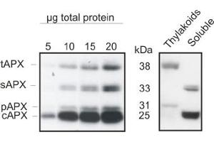 5 to 20 μg of total leaf protein from Arabidopsis thaliana (left panel) and chloroplast fractions (thylakoids and soluble, right panel) was separated on 15% polyacrylamide gel with 6M urea and blotted on PVDF. (APEX1 抗体)