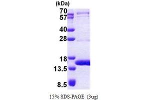 TEN1 Telomerase Capping Complex Subunit (TEN1) (AA 1-123) protein (His tag)