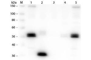 Western Blot of Anti-Rat IgG F(c) (GOAT) Antibody . (山羊 anti-大鼠 IgG (Fc Region) Antibody (FITC) - Preadsorbed)