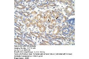 Rabbit Anti-WNT9B Antibody  Paraffin Embedded Tissue: Human Kidney Cellular Data: Epithelial cells of renal tubule Antibody Concentration: 4. (WNT9B 抗体  (C-Term))
