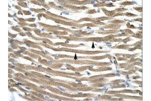 Image no. 1 for anti-Transcription Factor AP-4 (Activating Enhancer Binding Protein 4) (TFAP4) (AA 264-313) antibody (ABIN202277) (TFAP4 抗体  (AA 264-313))