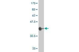 Western Blot detection against Immunogen (36. (ERK1 抗体  (AA 279-379))