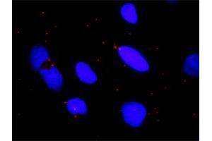 Proximity Ligation Assay (PLA) image for anti-Inhibitor of kappa Light Polypeptide Gene Enhancer in B-Cells, Kinase beta (IKBKB) (AA 1-256) antibody (ABIN516984)