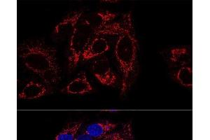 Confocal immunofluorescence analysis of U2OS cells using GCSH Polyclonal Antibody at dilution of 1:100 (60x lens). (GCSH 抗体)