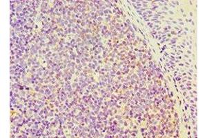 Immunohistochemistry of paraffin-embedded human tonsil tissue using ABIN7168802 at dilution of 1:100