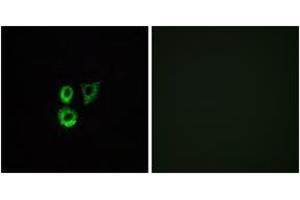 Immunofluorescence analysis of A549 cells, using OR2T3/2T34 Antibody. (OR2T3/2T34 (AA 269-318) 抗体)