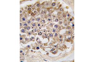 Formalin-fixed and paraffin-embedded human testis tissue reacted with FRp, which was peroxidase-conjugated to the secondary antibody, followed by DAB staining. (MTOR 抗体  (AA 2459-2488))