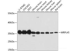Western blot analysis of extracts of various cell lines using MRPL45 Polyclonal Antibody at dilution of 1:1000. (MRPL45 抗体)