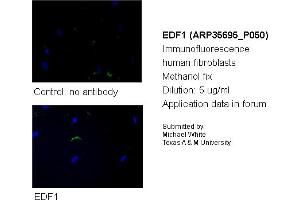 Image no. 2 for anti-Endothelial Differentiation Related Factor 1 (EDF1) (N-Term) antibody (ABIN2776405) (EDF1 抗体  (N-Term))