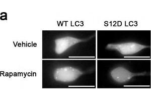 Something like SH-SY5Y cells expressing GFP-LC3-WT or-S12D treated with rapamycin or vehicle for 1h. (MAP1LC3A 抗体  (N-Term, pSer12))
