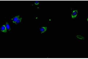 Immunofluorescent analysis of Hela cells using ABIN7155581 at dilution of 1:100 and Alexa Fluor 488-congugated AffiniPure Goat Anti-Rabbit IgG(H+L) (HLA-DPA1 抗体  (AA 29-222))