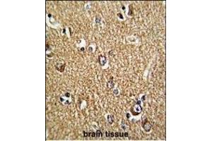Formalin-fixed and paraffin-embedded human brain tissue reacted with FMR1 Antibody (N-term), which was peroxidase-conjugated to the secondary antibody, followed by DAB staining. (FMR1 抗体  (N-Term))