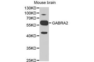 Western blot analysis of extracts of mouse brain, using GABRA2 antibody. (GABRA2 抗体)