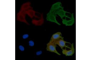 ABIN6257963 and ABIN6274921 staining Hela cells(45 min of heat-shock) by IF/ICC.