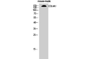 Western Blot analysis of mouse-musle cells using COL4A1 Polyclonal Antibody diluted at 1:500 (COL4A1 抗体  (N-Term))