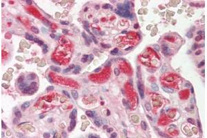 Anti-Complement C3/C3c antibody IHC staining of human placenta. (Complement C3c 抗体)