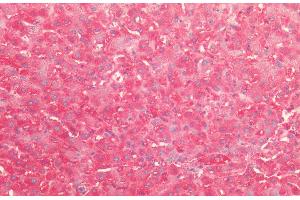 Immunohistochemistry analysis using Rabbit Anti-HSP60 Polyclonal Antibody (ABIN2484799). (HSPD1 抗体  (FITC))