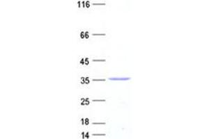 Validation with Western Blot (Cyclin G1 Protein (CCNG1) (DYKDDDDK Tag))