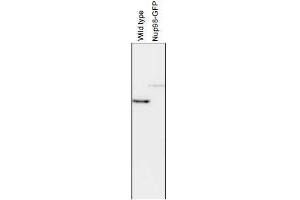 Western Blotting (WB) image for anti-Nucleoporin 98kDa (NUP98) (AA 1-466) antibody (ABIN2452066)