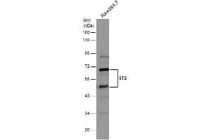 WB Image Whole cell extract (30 μg) was separated by 10% SDS-PAGE, and the membrane was blotted with ST2 antibody [N1C1] , diluted at 1:500. (IL1RL1 抗体)