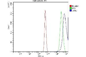 Flow Cytometry analysis of A431 cells using anti-JUNB antibody (ABIN7603223). (JunB 抗体  (N-Term))