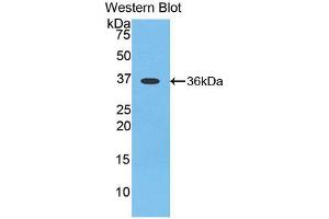 Western Blotting (WB) image for anti-Apelin (APLN) antibody (Biotin) (ABIN1175943)