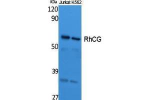Western Blotting (WB) image for anti-Rh Family C Glycoprotein (RHCG) (Internal Region) antibody (ABIN3187647) (RHCG 抗体  (Internal Region))