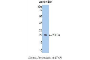 Western Blotting (WB) image for anti-Erythropoietin Receptor (EPOR) (AA 314-467) antibody (ABIN1172015) (EPOR 抗体  (AA 314-467))