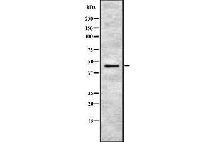 Western blot analysis of RELT using HuvEc whole cell lysates (RELT 抗体  (C-Term))