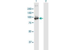 Western Blot analysis of PDE6B expression in transfected 293T cell line by PDE6B MaxPab polyclonal antibody. (PDE6B 抗体  (AA 1-853))