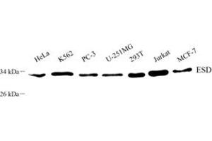 Western blot analysis of ESD (ABIN7073862) at dilution of 1: 800 (Esterase D 抗体)