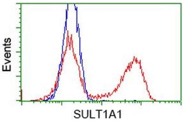 SULT1A1 抗体