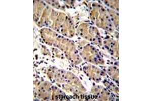WFDC1 Antibody (C-term H163) immunohistochemistry analysis in formalin fixed and paraffin embedded human stomach tissue followed by peroxidase conjugation of the secondary antibody and DAB staining.