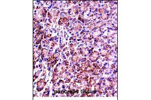 VP7 Antibody (Center) ((ABIN657786 and ABIN2846760))immunohistochemistry analysis in formalin fixed and paraffin embedded human pancreas tissue followed by peroxidase conjugation of the secondary antibody and DAB staining. (VAMP7 抗体  (AA 51-80))