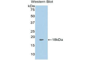 Western Blotting (WB) image for anti-Tumor Necrosis Factor (Ligand) Superfamily, Member 13 (TNFSF13) (AA 105-250) antibody (ABIN1078630) (TNFSF13 抗体  (AA 105-250))