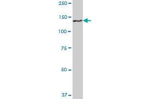 GTSE1 MaxPab polyclonal antibody. (GTSE1 抗体  (AA 1-720))