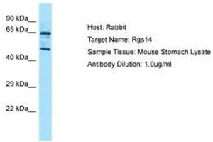 Image no. 1 for anti-Regulator of G-Protein Signaling 14 (RGS14) (AA 201-250) antibody (ABIN6749827) (RGS14 抗体  (AA 201-250))